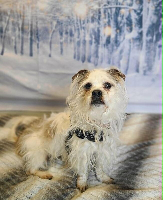 Picture of the Animal Listed